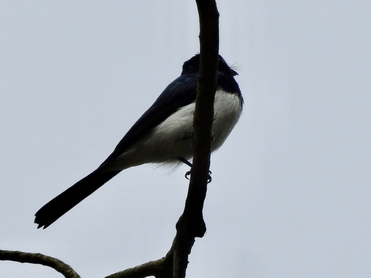 Satin Flycatcher - ML611153460