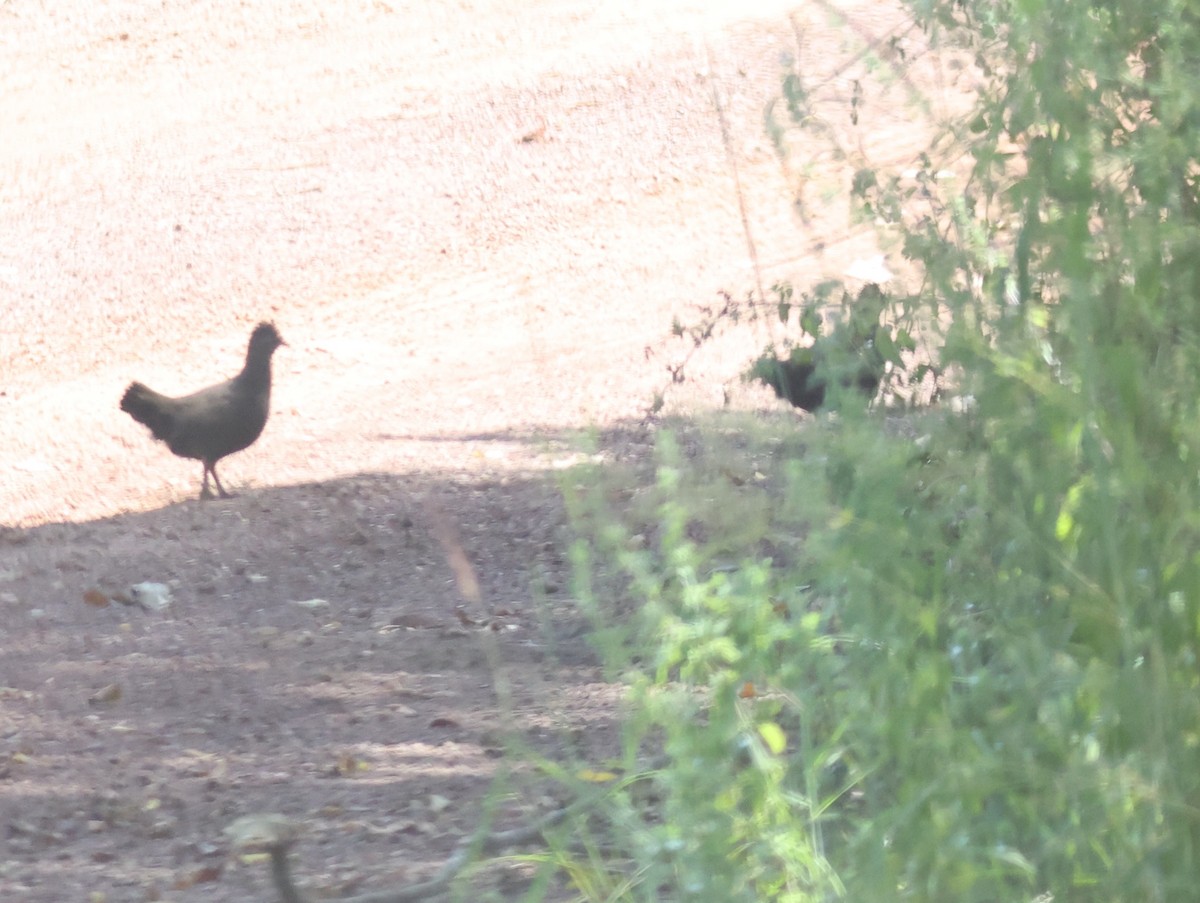 Stone Partridge - ML611153479