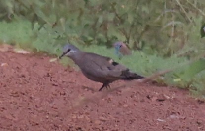 Black-billed Wood-Dove - ML611153486