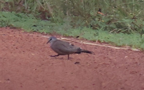 Black-billed Wood-Dove - ML611153487