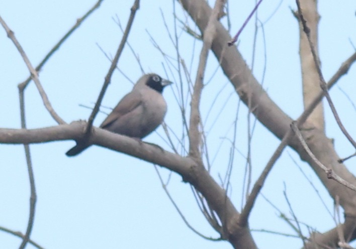 Black-faced Firefinch - ML611153590