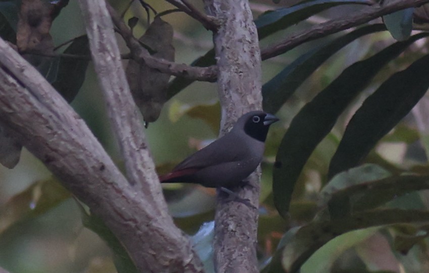 Black-faced Firefinch - ML611153591