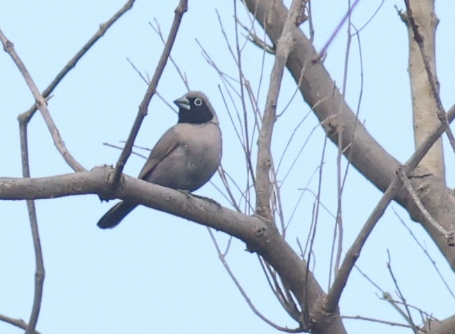 Black-faced Firefinch - ML611153592