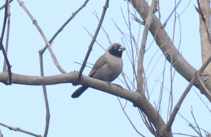 Black-faced Firefinch - ML611153593