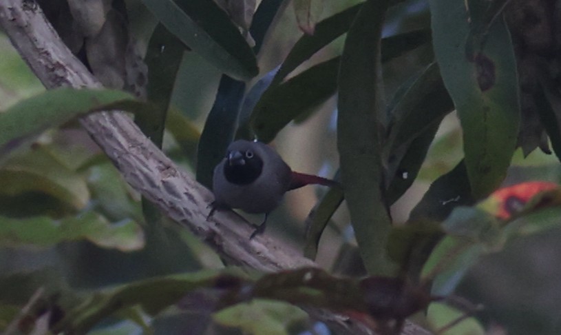 Black-faced Firefinch - ML611153594