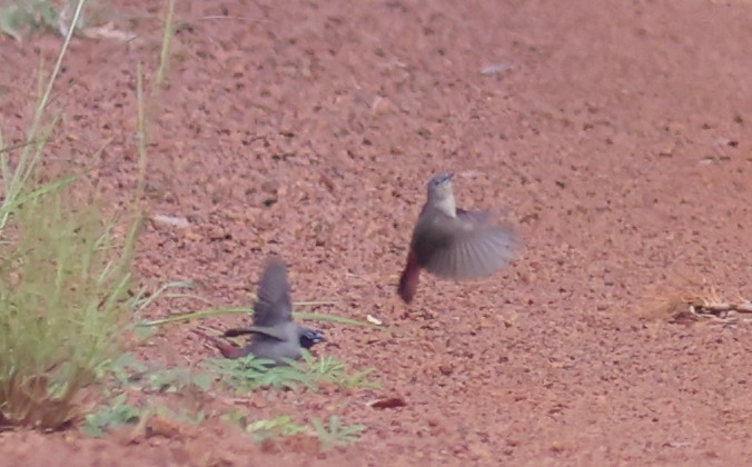 Black-faced Firefinch - ML611153617