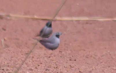 Black-faced Firefinch - ML611153618