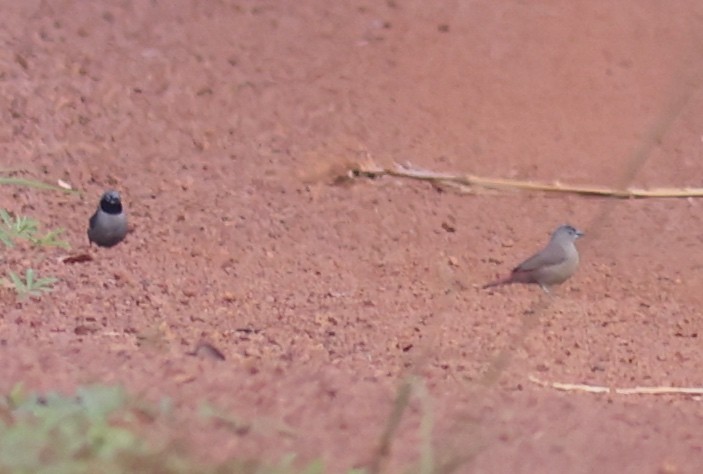 Black-faced Firefinch - ML611153619