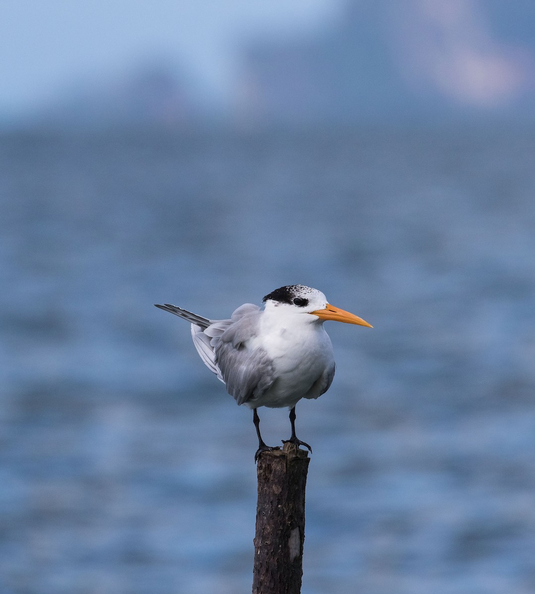 Lesser Crested Tern - ML611153656