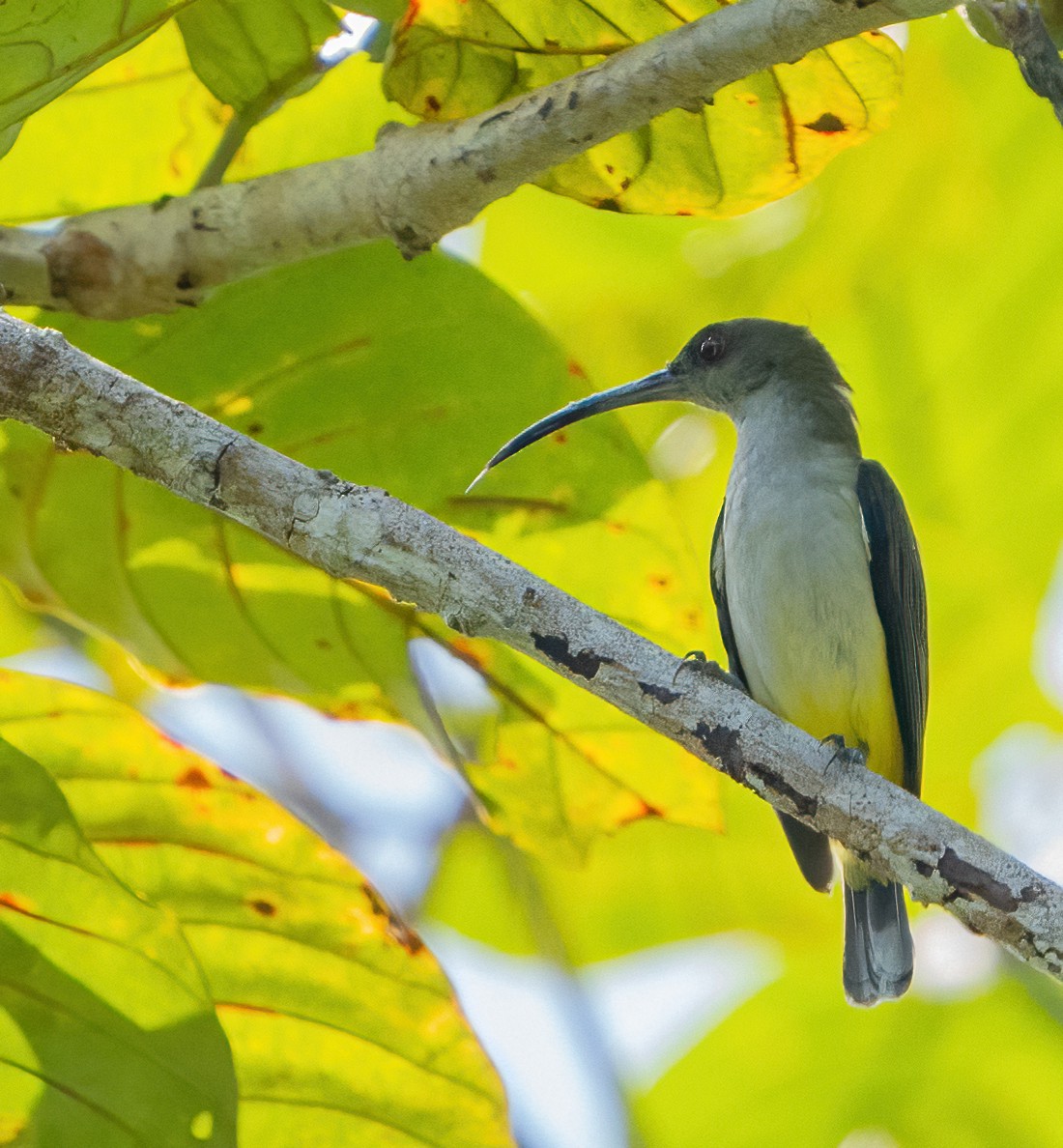 Orange-tufted Spiderhunter - Kevin Pearce