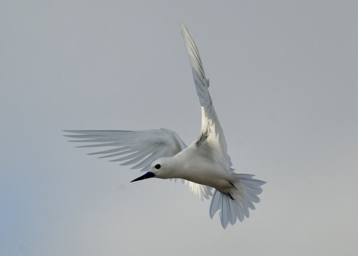 White Tern - ML611153790