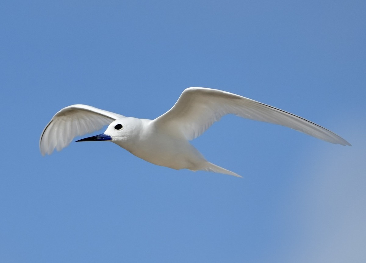 White Tern - ML611153792
