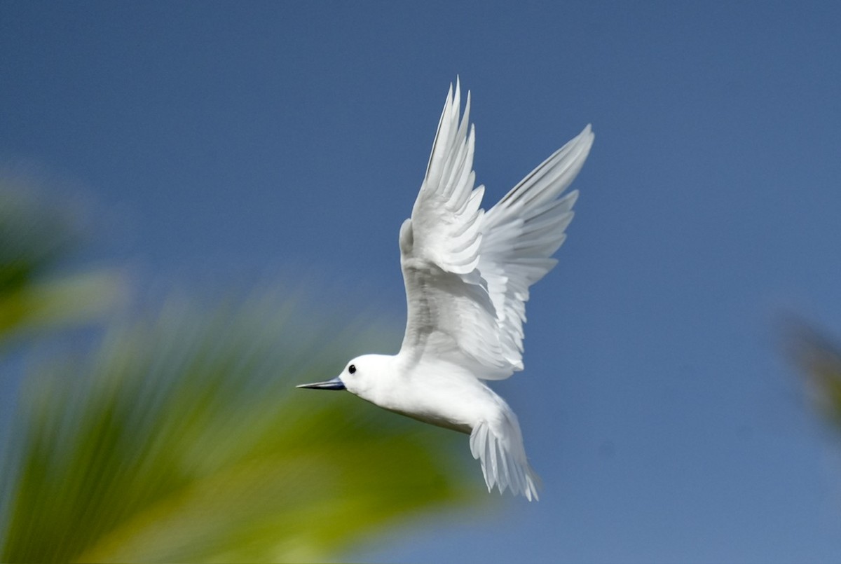 White Tern - ML611153793