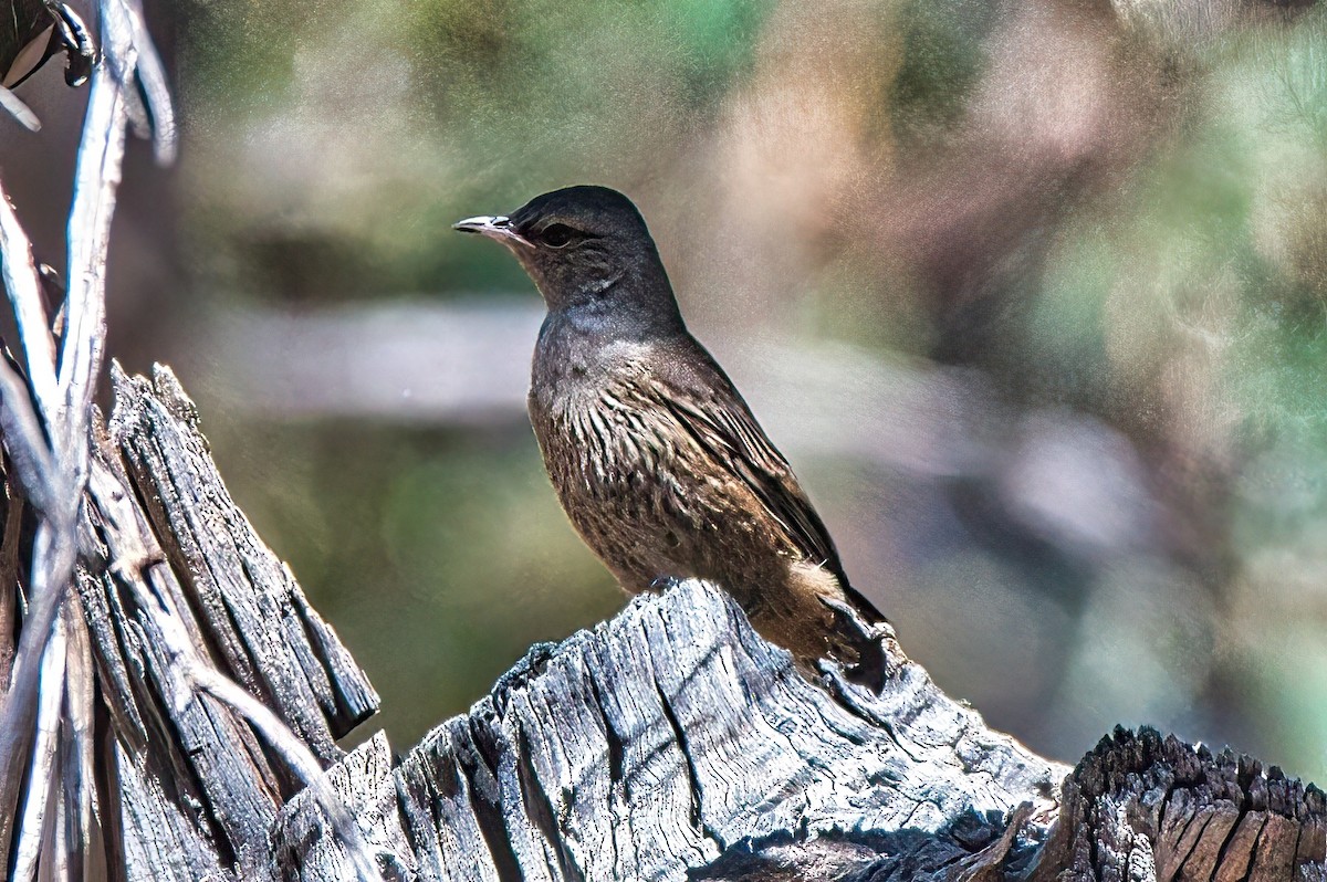 Brown Treecreeper - Alfons  Lawen