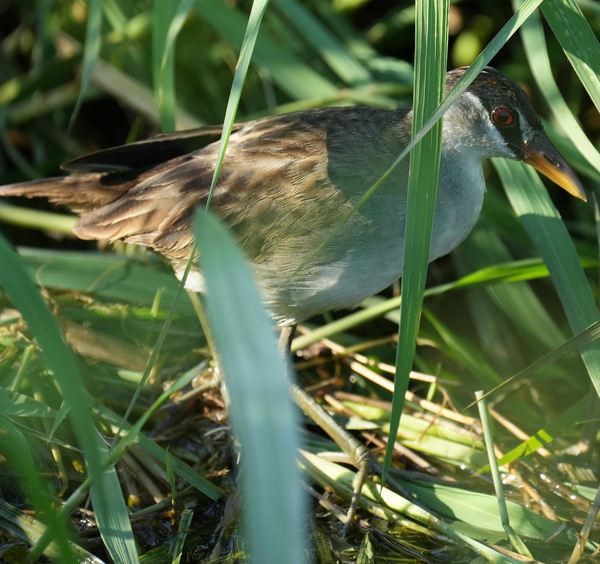 White-browed Crake - Samantha Duffy