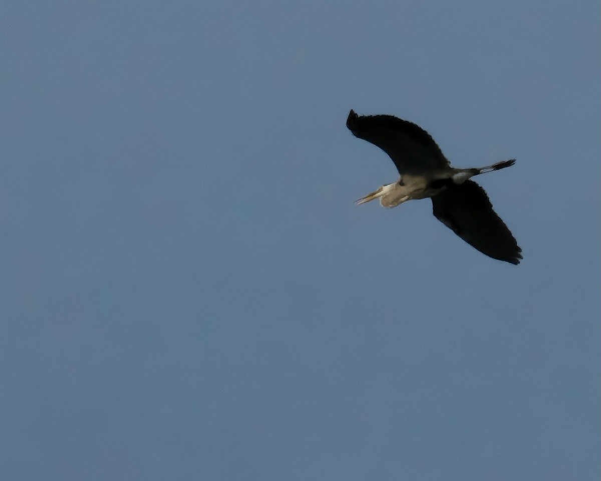 Great Blue Heron - ML611153874