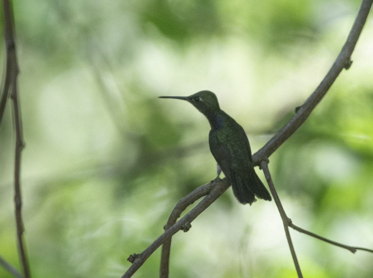 Black-throated Mango - Anderson  Sandro