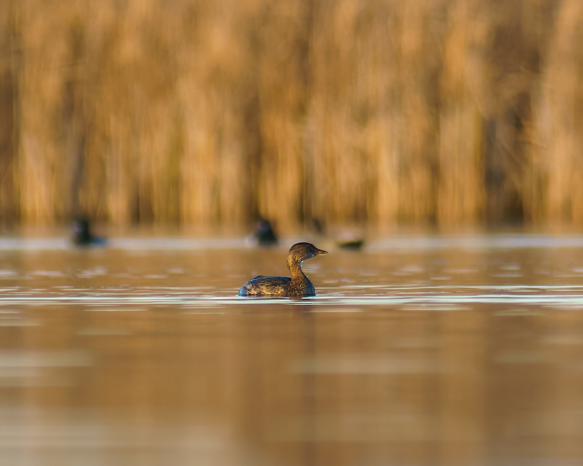 Pied-billed Grebe - ML611154077