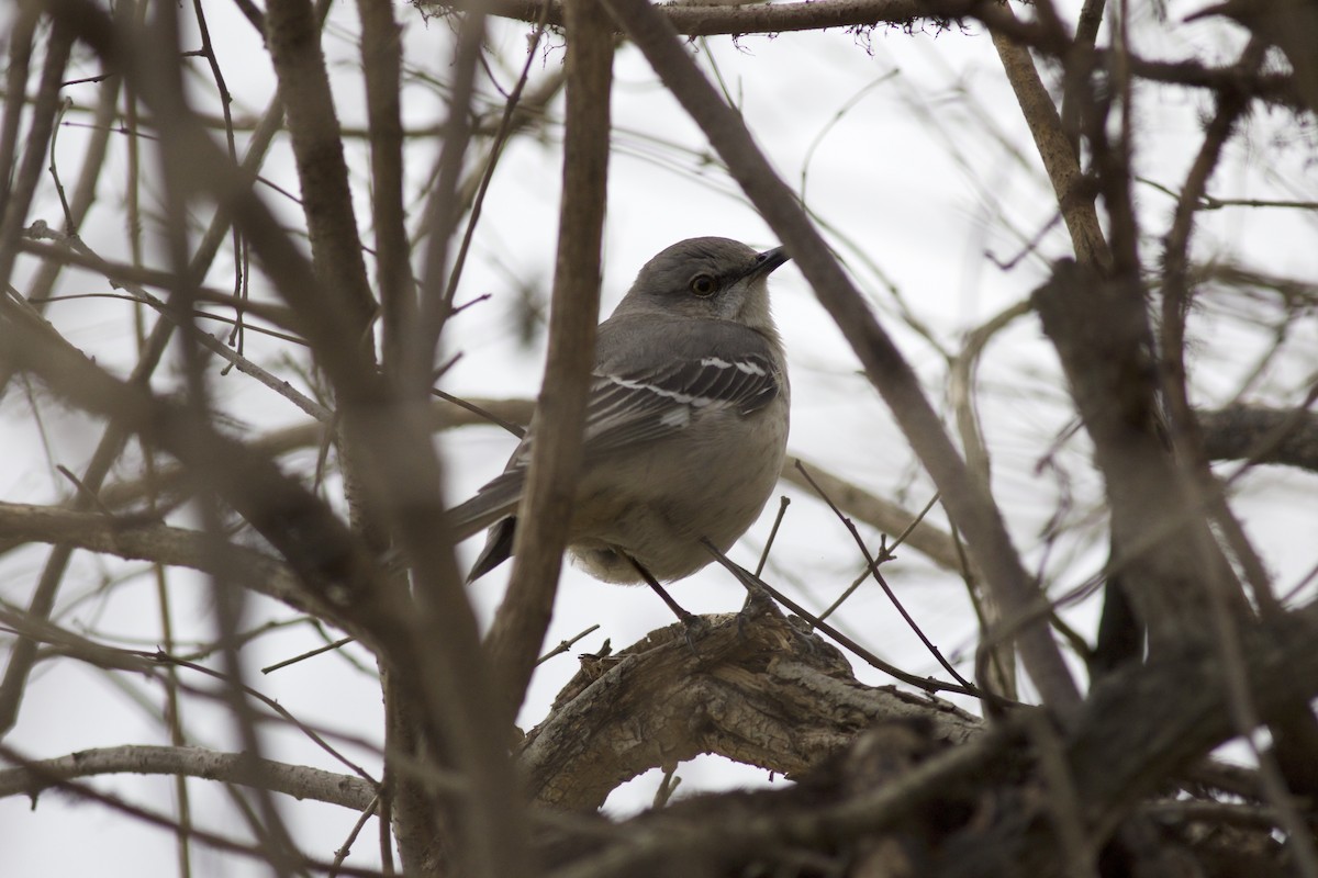 Northern Mockingbird - ML611154110