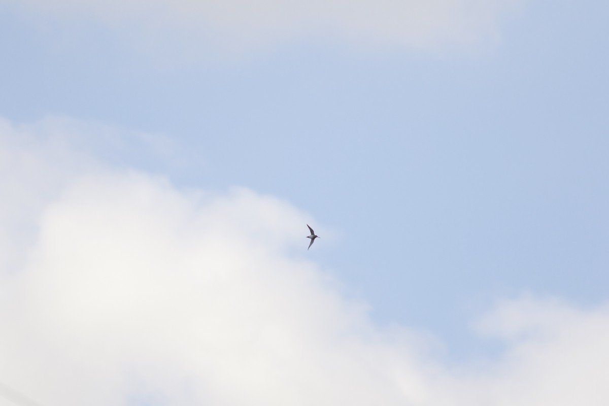 Wilson's Snipe - ML611154268