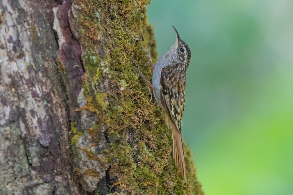 Hume's Treecreeper - Ngoc Sam Thuong Dang