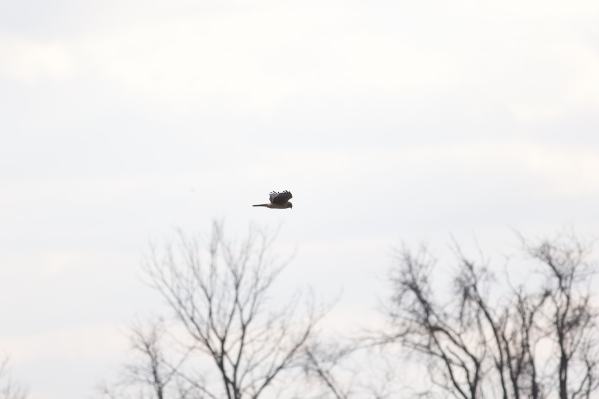 Northern Harrier - ML611154293