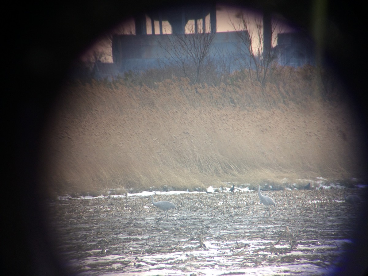 Орог тогоруу - ML611154297