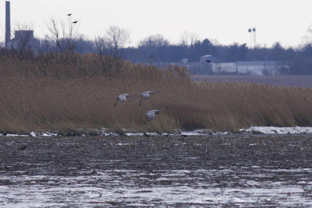 Орог тогоруу - ML611154298