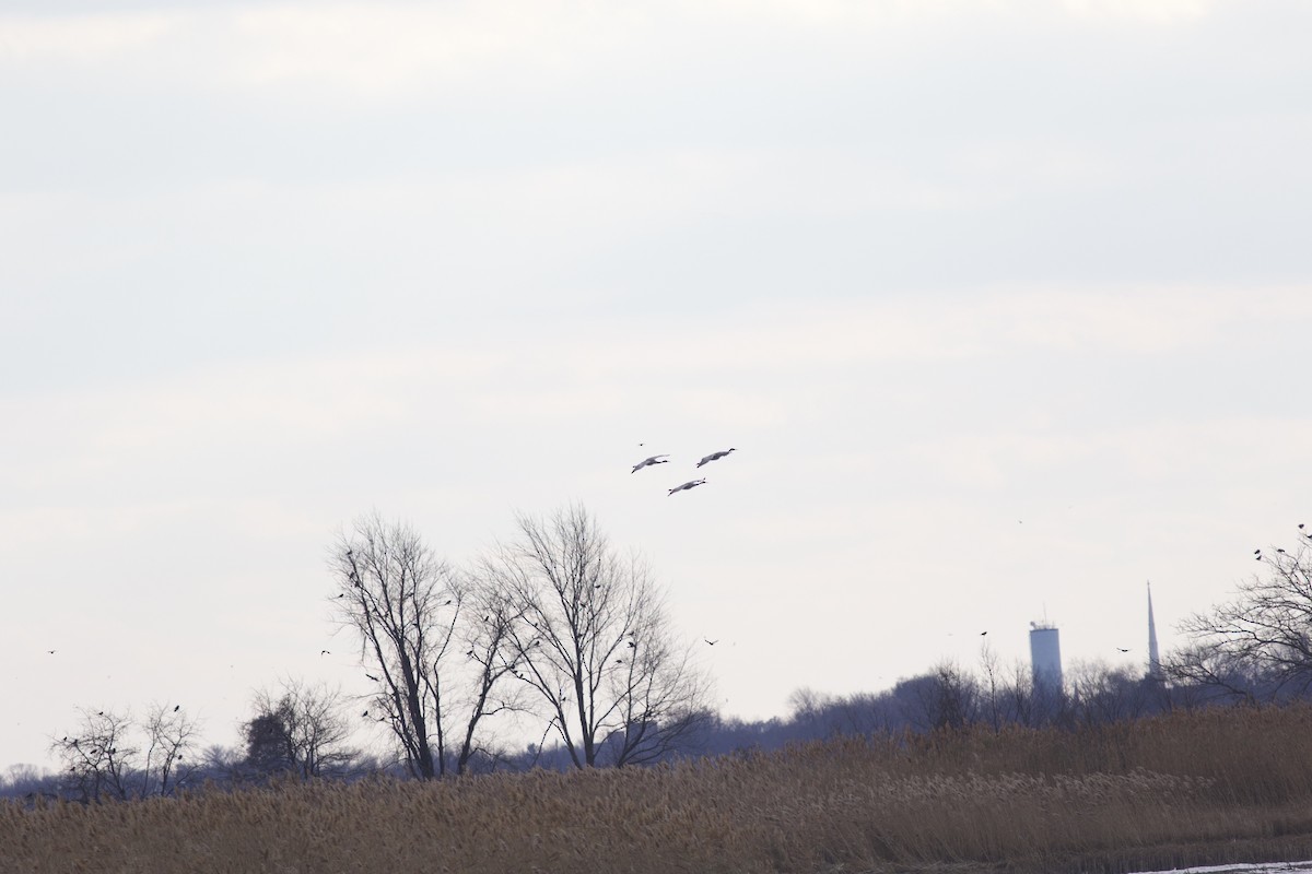 Орог тогоруу - ML611154300