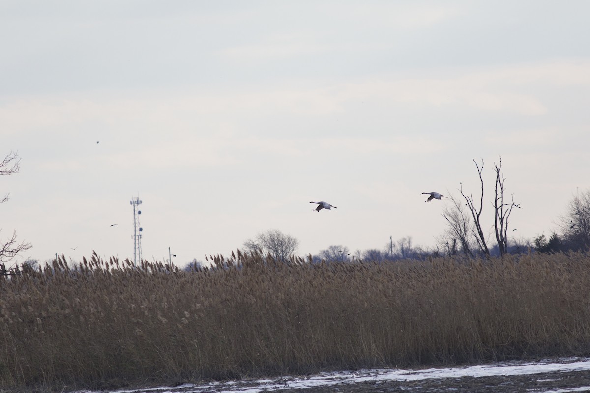 Орог тогоруу - ML611154301