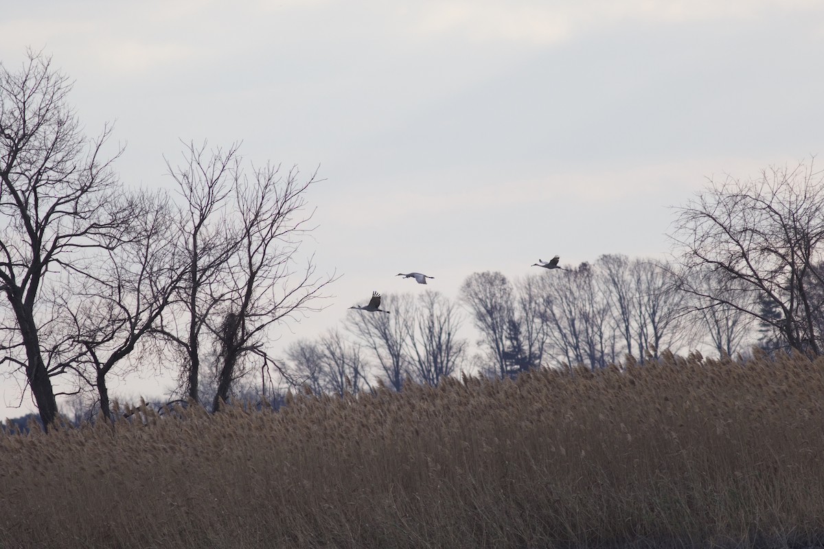 Орог тогоруу - ML611154302