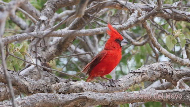 Cardinal vermillon - ML611154332
