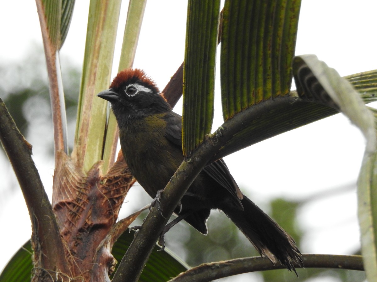 White-rimmed Brushfinch - ML611154338