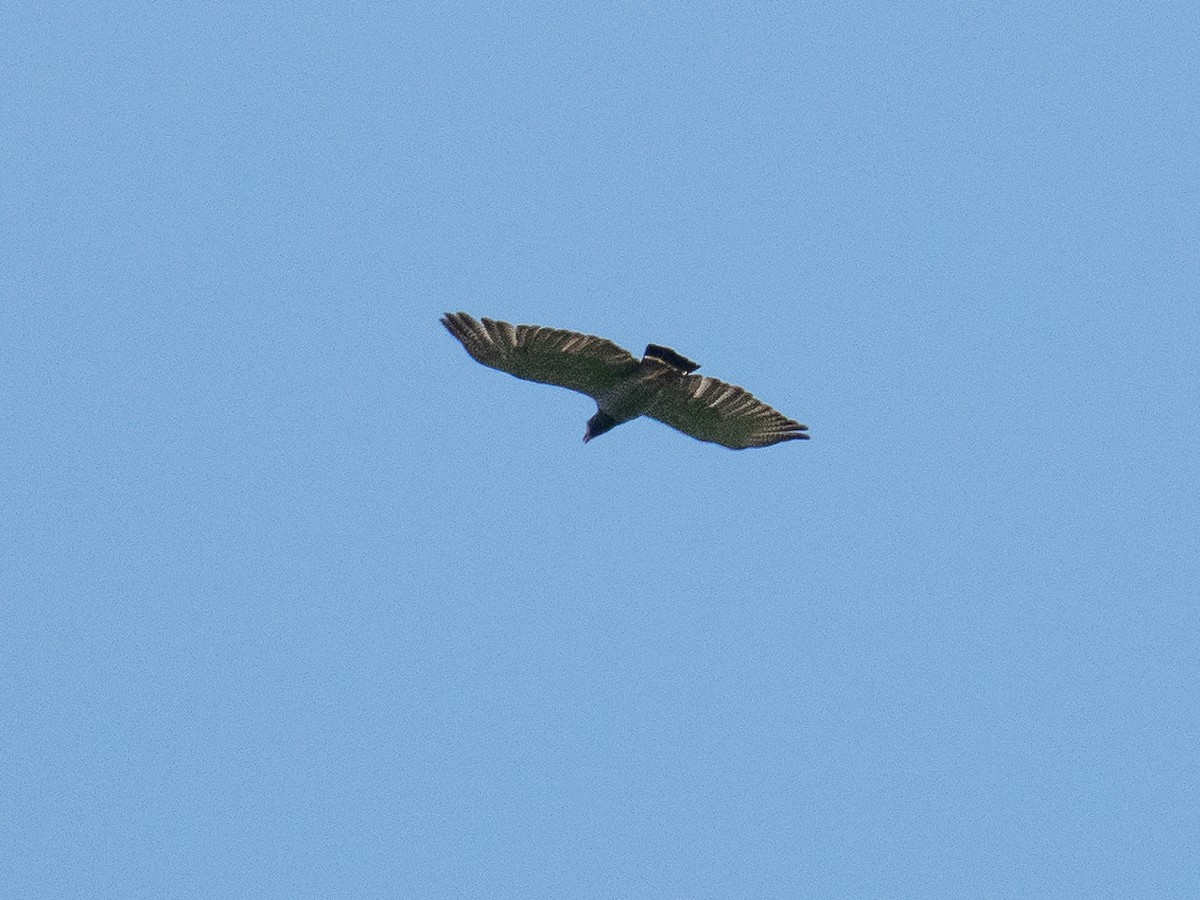 Barred Hawk - Chris Fischer