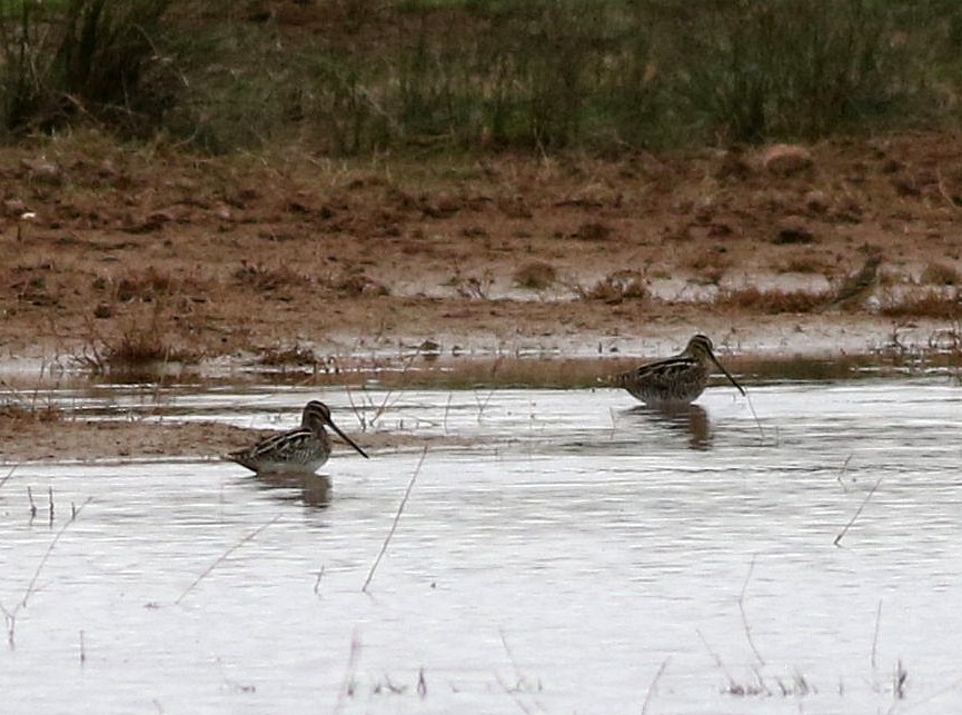 Common Snipe - ML611154413