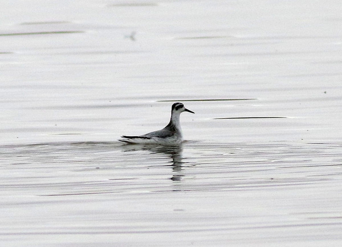 Phalarope à bec large - ML611154419