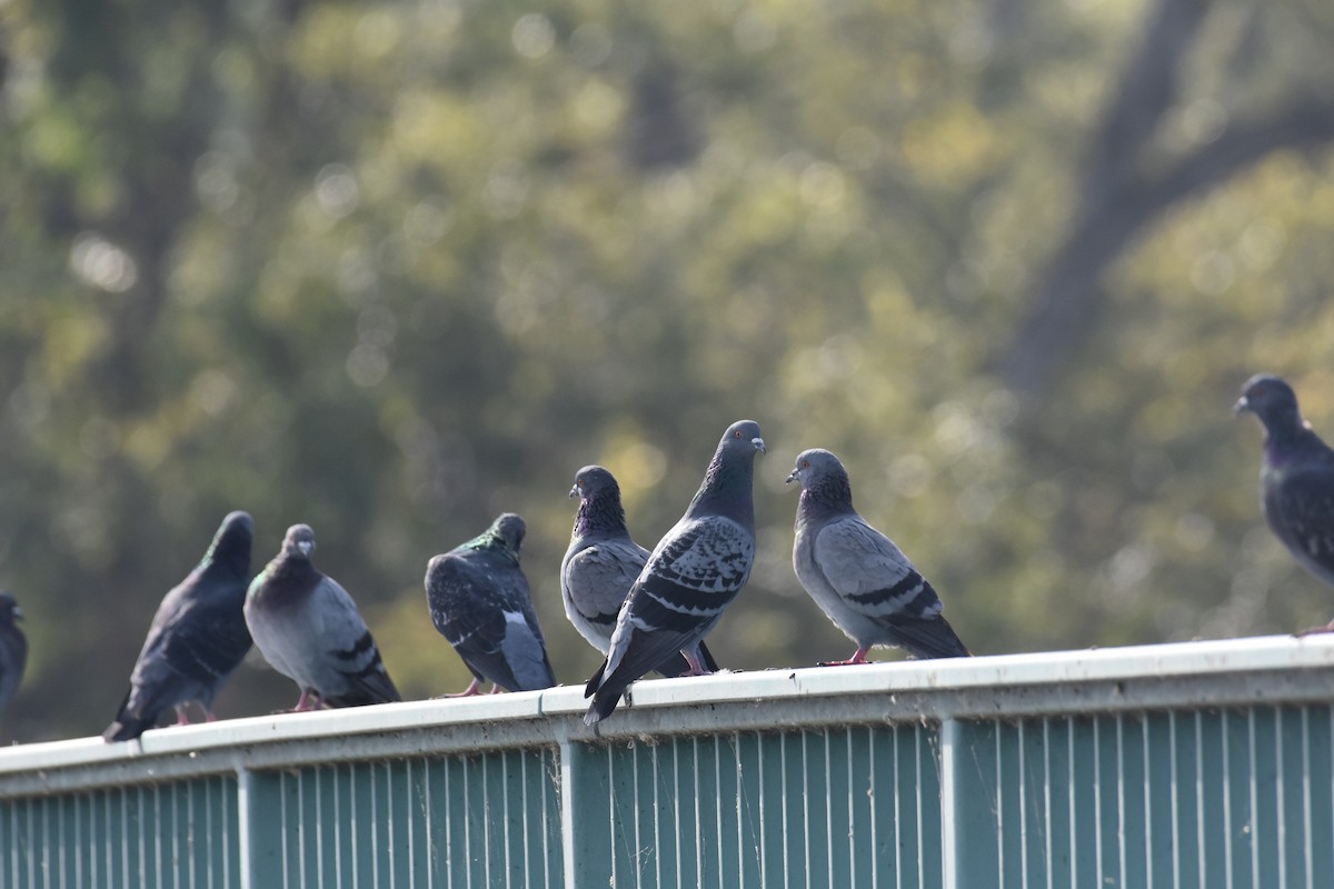 Rock Pigeon (Feral Pigeon) - ML611154421