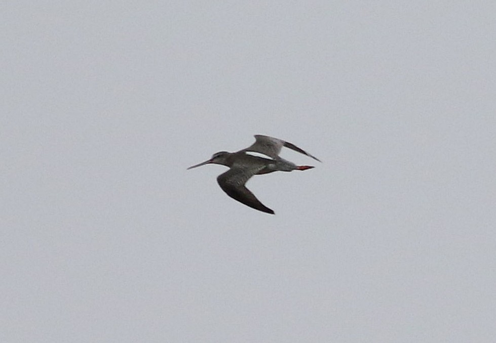 Spotted Redshank - Miguel García