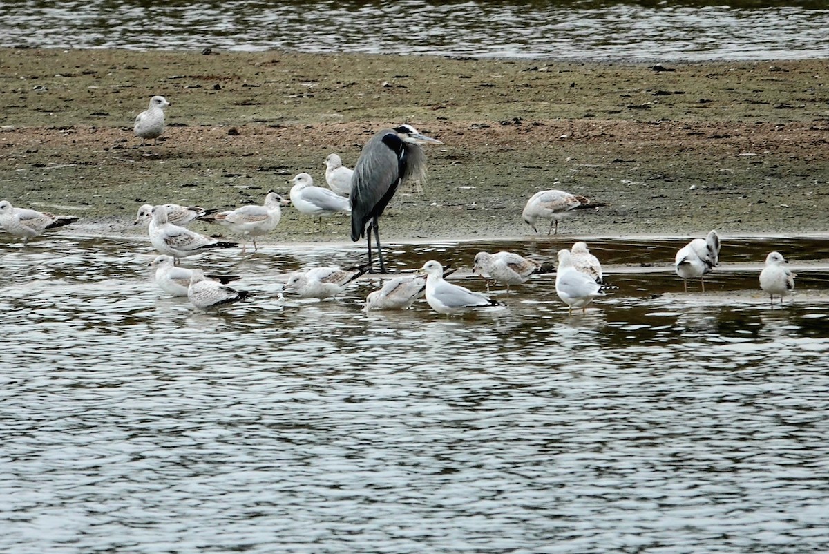 Ring-billed Gull - ML611154498