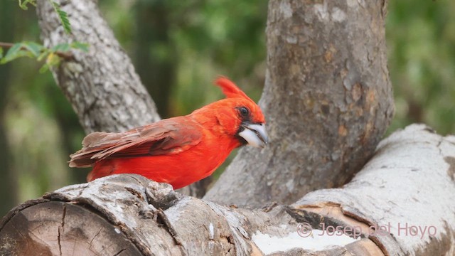 Vermilion Cardinal - ML611154511