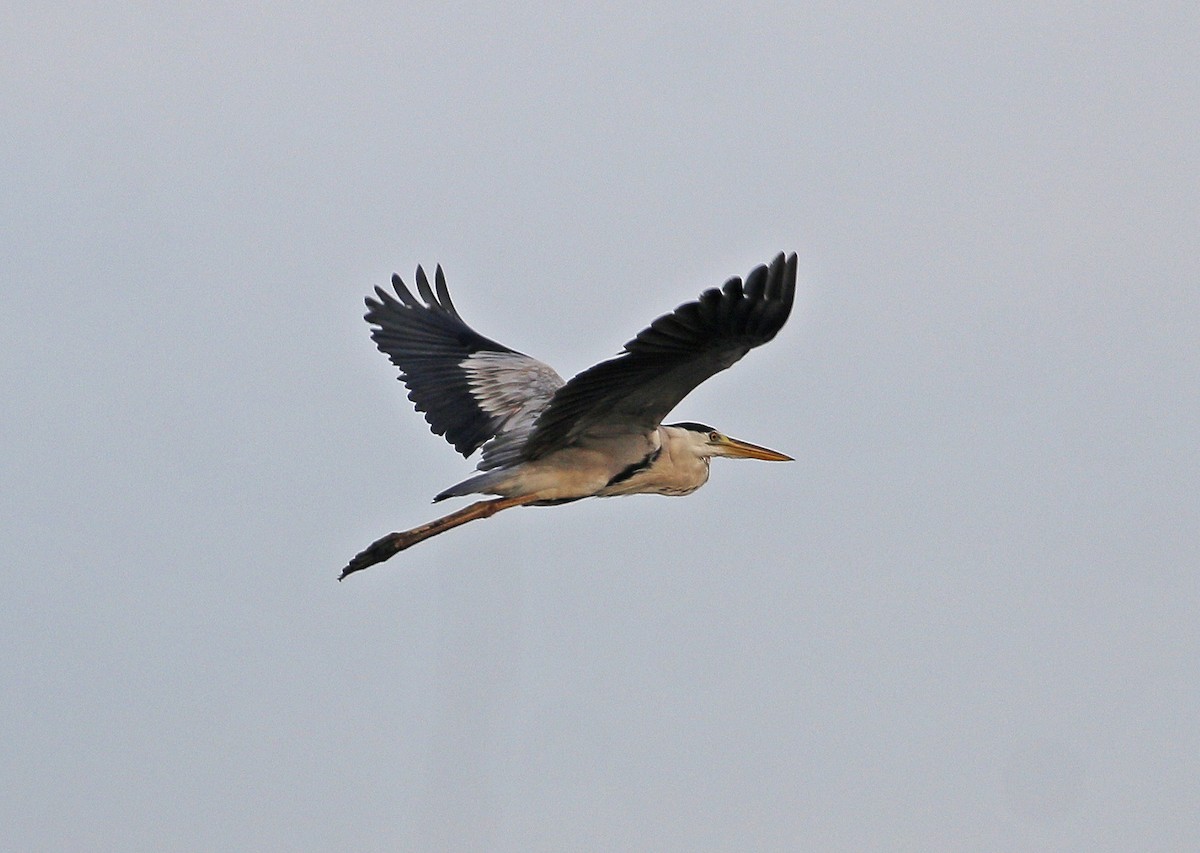 Gray Heron - Neoh Hor Kee