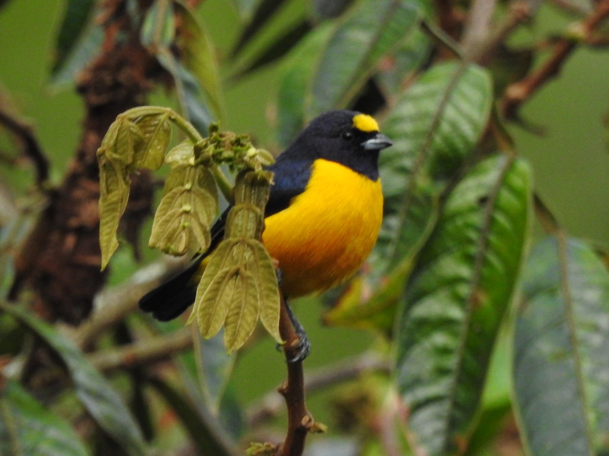 Velvet-fronted Euphonia - ML611154676