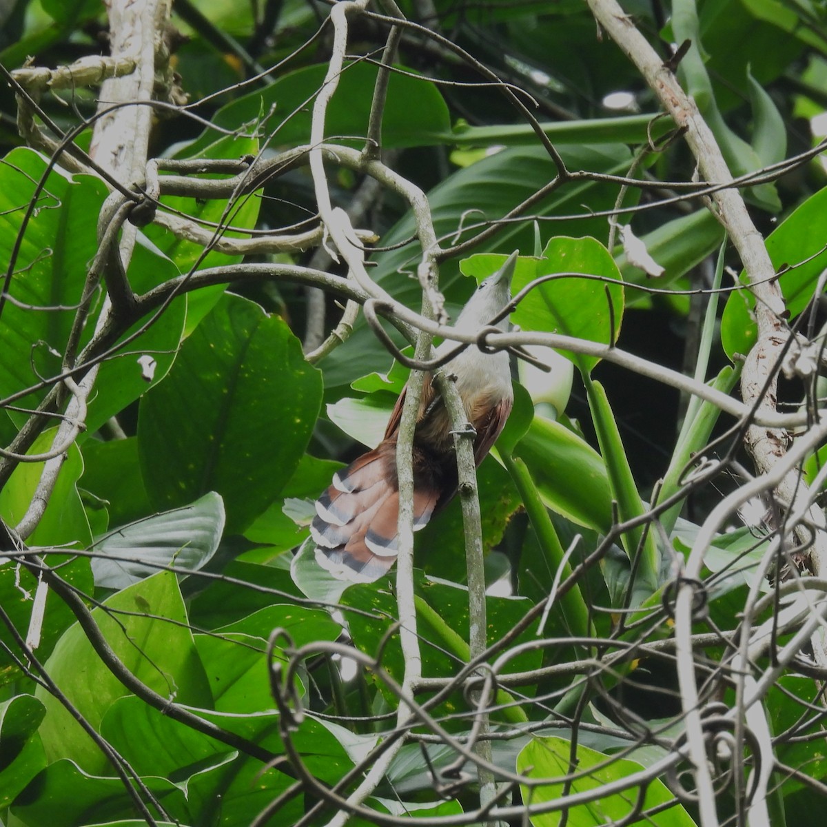 Raffles's Malkoha - ML611154860