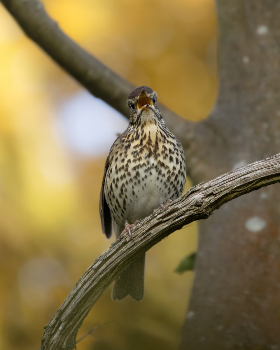 Song Thrush - Grace Broderick