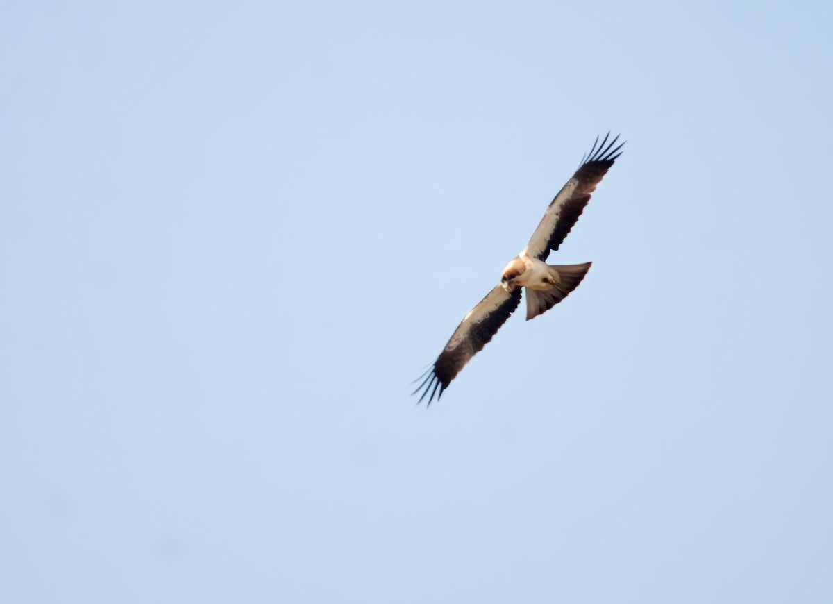 עיט גמדי - ML611154933