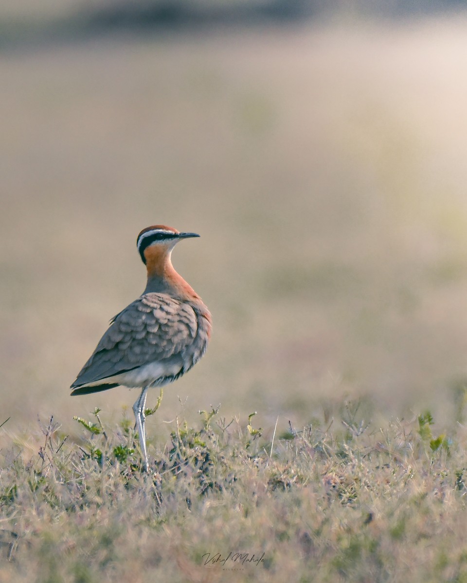 Indian Courser - ML611154963
