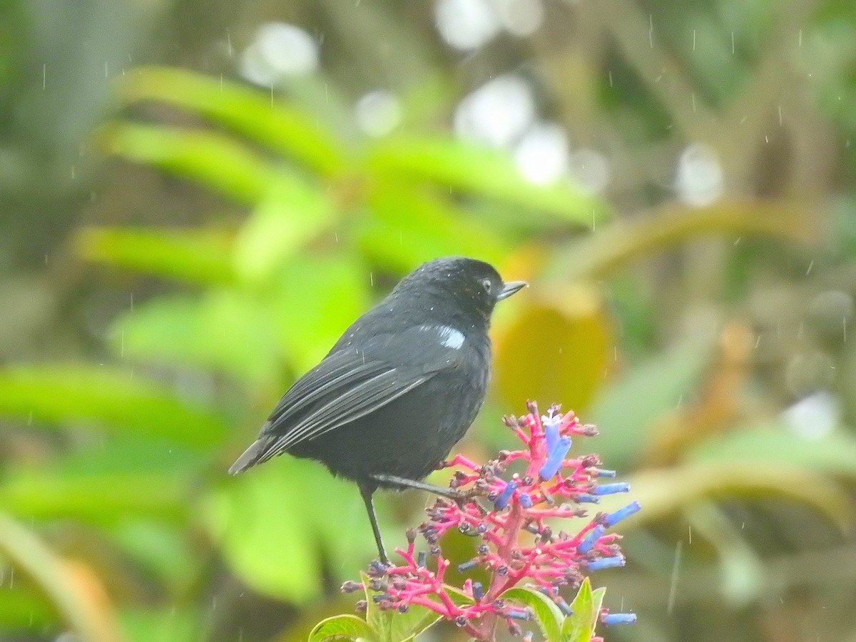 Glossy Flowerpiercer - ML611154976