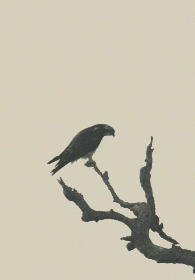 שלך - ML611154995