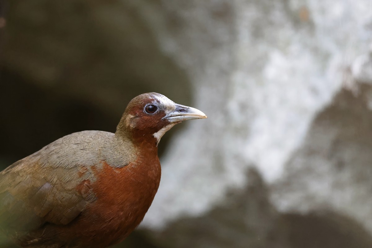 Tsingy Forest Rail - ML611155014