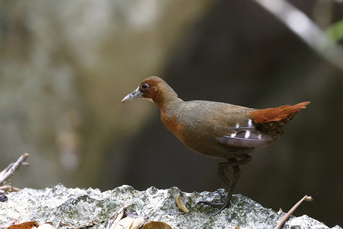 Tsingy Forest Rail - ML611155016